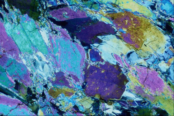 546049 Actinote A4 Photo Print