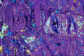 546050 Serpentine A4 Photo Print