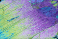 546063 Actinote A4 Photo Print