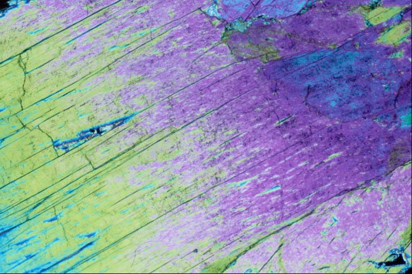 546063 Actinote A4 Photo Print