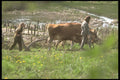 547000 Iron Age Plowing, Denmark A4 Photo Print
