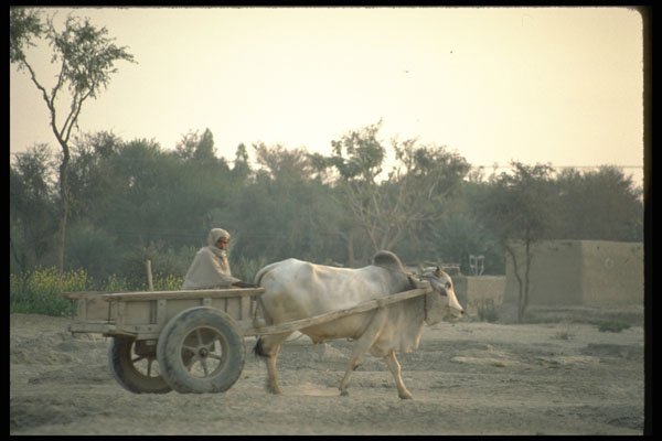 547004 Off To Market, Pakistan A4 Photo Print