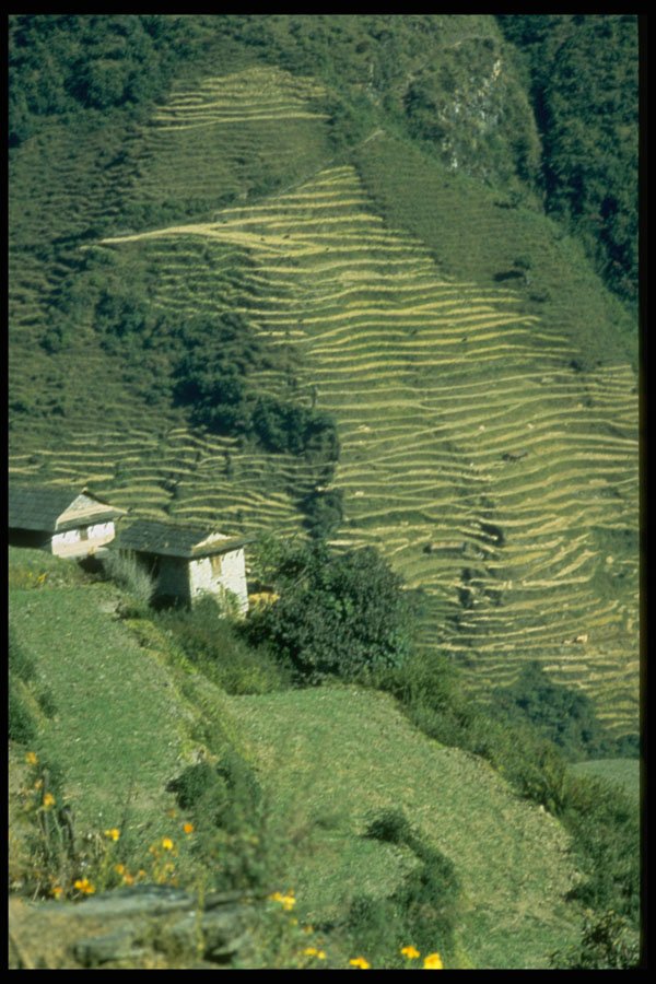 547013 Rice Terraces Above The Village Of Ghandrung, Nepal A4 Photo Print