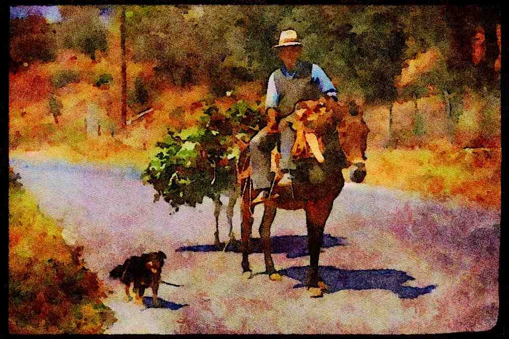 547025 Donkey, Greece A4 Limited Edition Watercolour Print