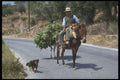 547025 Donkey, Greece A4 Photo Print