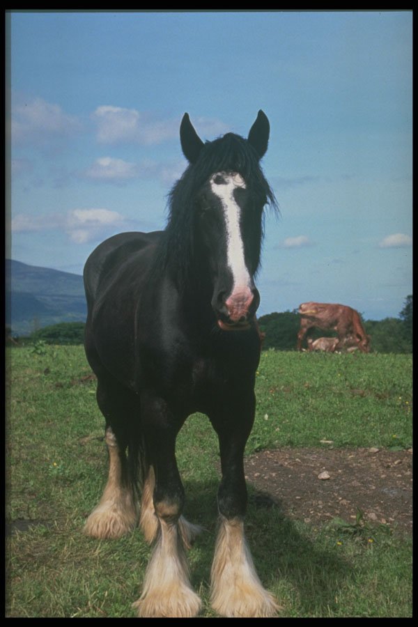 547027 Trusty Workhorse, Ireland A4 Photo Print