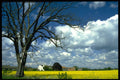 547032 Humberside, Oil seed Rape Field In Flower, England A4 Photo Print
