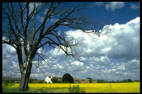 547032 Humberside, Oil seed Rape Field In Flower, England A4 Photo Print