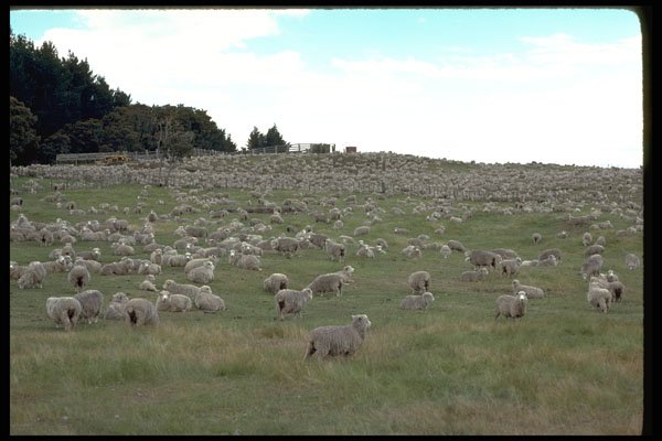 547034 Sheep Being Readied For Shearing, New Zealand A4 Photo Print