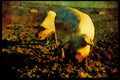 547036 Pigs, Britain A4 Limited Edition Watercolour Print