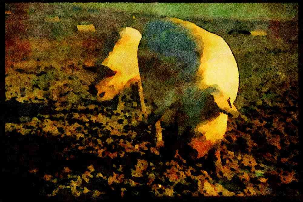 547036 Pigs, Britain A4 Limited Edition Watercolour Print