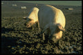 547036 Pigs, Britain A4 Photo Print