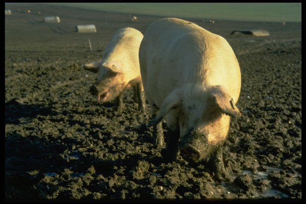 547036 Pigs, Britain A4 Photo Print