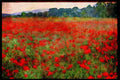 547037 Poppy Field, Kent, England A4 Limited Edition Watercolour Print