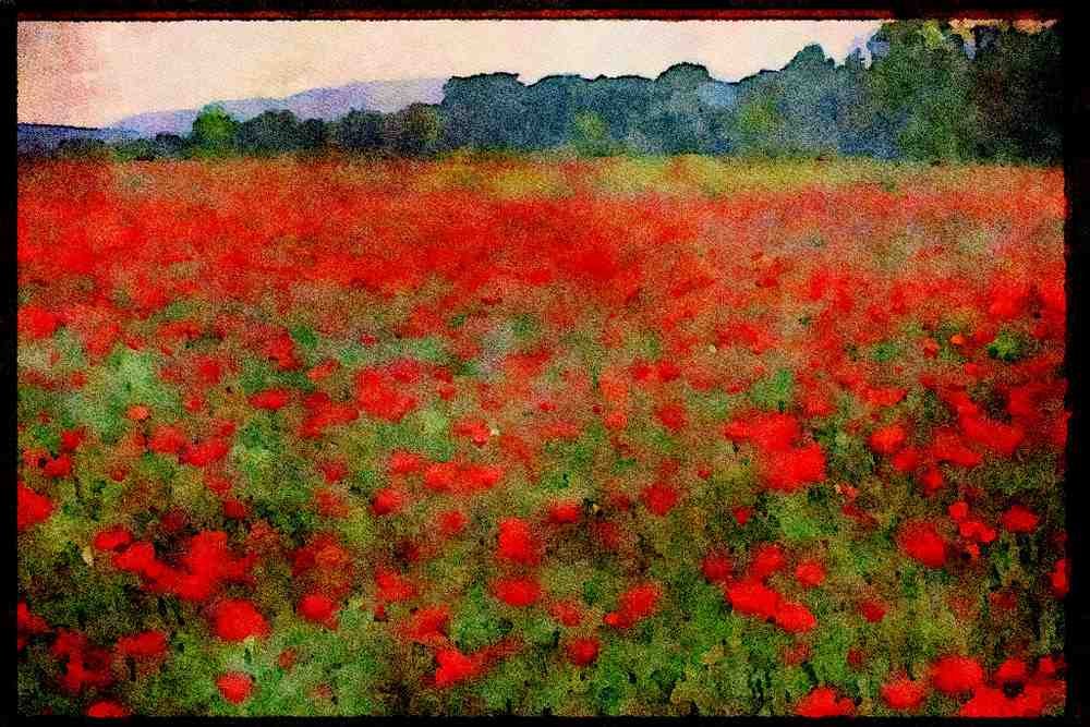 547037 Poppy Field, Kent, England A4 Limited Edition Watercolour Print