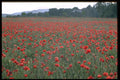 547037 Poppy Field, Kent, England A4 Photo Print