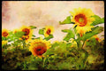547039 Sunflowers A4 Limited Edition Watercolour Print