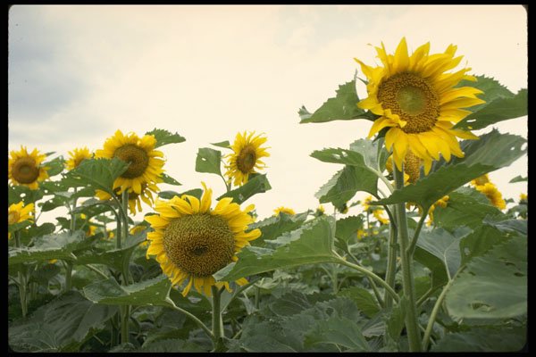 547039 Sunflowers A4 Photo Print