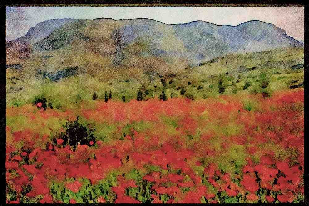 547042 Poppies Near Antalya, Turkey A4 Limited Edition Watercolour Print