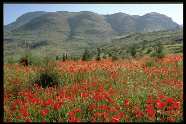 547042 Poppies Near Antalya, Turkey A4 Photo Print