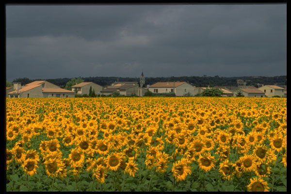 547045 Sunflowers, France A4 Photo Print