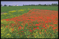 547046 Poppies, Cevennes, France A4 Photo Print