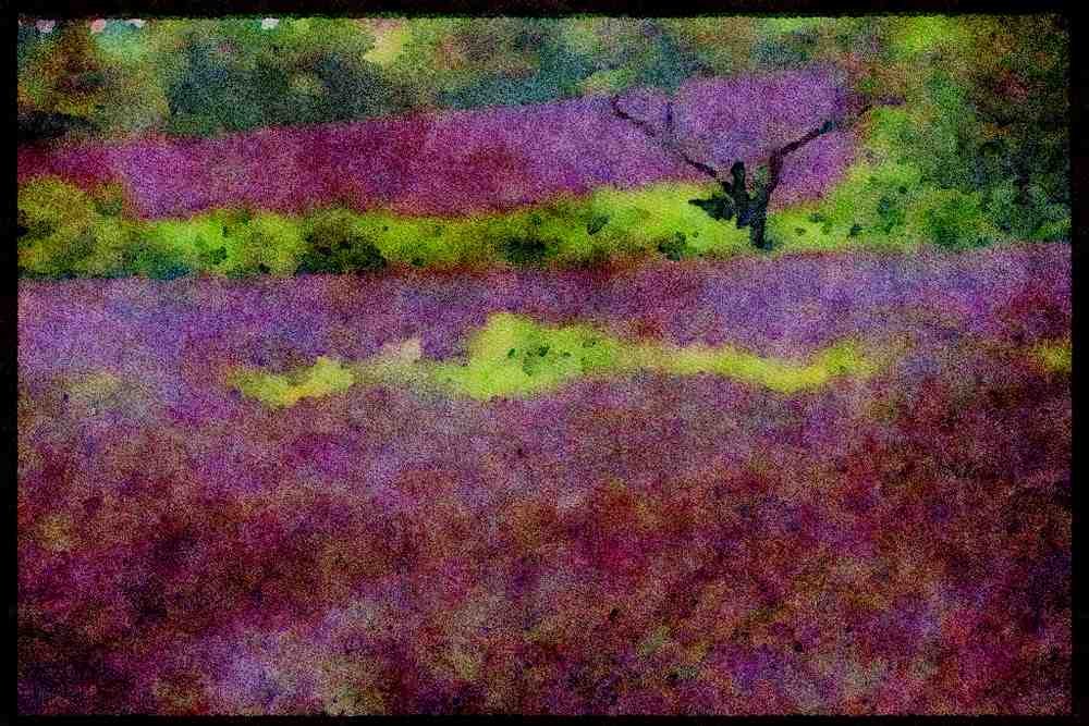 547047 Lavender, Provence, France A4 Limited Edition Watercolour Print