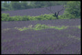 547047 Lavender, Provence, France A4 Photo Print