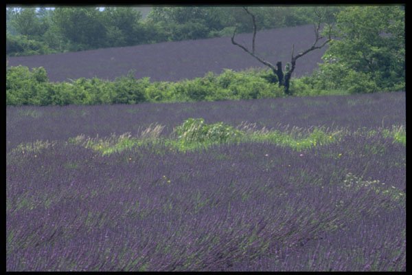 547047 Lavender, Provence, France A4 Photo Print