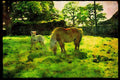 547052 Shetland Ponies, Mare And Newborn Foal A4 Limited Edition Watercolour Print