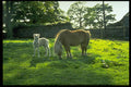 547052 Shetland Ponies, Mare And Newborn Foal A4 Photo Print