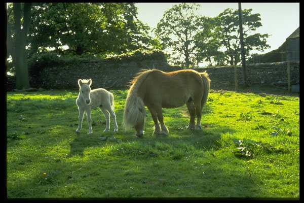 547052 Shetland Ponies, Mare And Newborn Foal A4 Photo Print