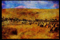 547053 Sheep Herd, Montana A4 Limited Edition Watercolour Print
