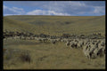 547053 Sheep Herd, Montana A4 Photo Print