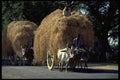 547054 Hay Cart And Oxen On Road, India A4 Photo Print