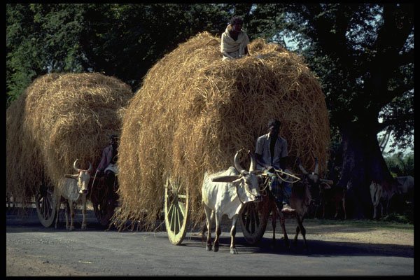 547054 Hay Cart And Oxen On Road, India A4 Photo Print