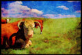 547058 Bull On The Prairie A4 Limited Edition Watercolour Print