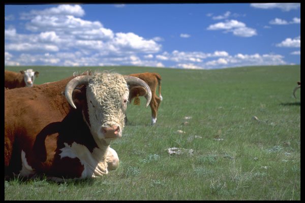 547058 Bull On The Prairie A4 Photo Print