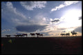 547060 Wrangling The Herd A4 Photo Print