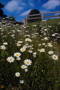 547066 Daisies, The Quantocks, Somerset, England A4 Photo Print