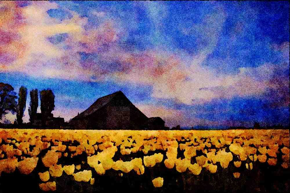 547068 Tulip Farm A4 Limited Edition Watercolour Print