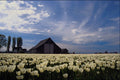 547068 Tulip Farm A4 Photo Print