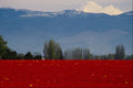 547069 Tulip Field, La Conner, Washington A4 Photo Print