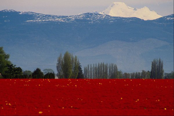 547069 Tulip Field, La Conner, Washington A4 Photo Print
