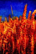 547070 Wheat, Britain A4 Limited Edition Watercolour Print