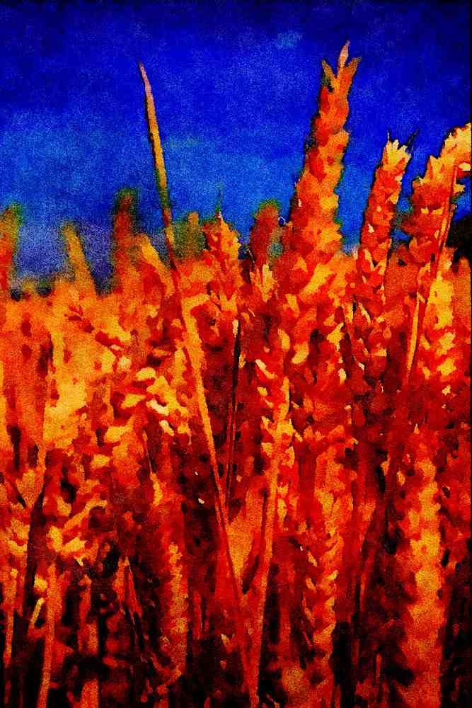 547070 Wheat, Britain A4 Limited Edition Watercolour Print