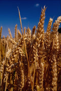 547070 Wheat, Britain A4 Photo Print