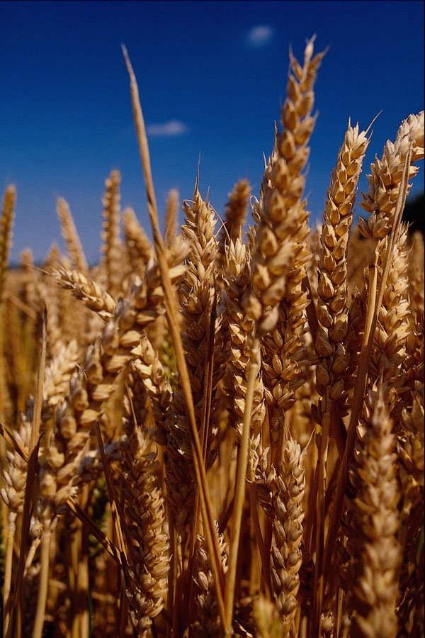 547070 Wheat, Britain A4 Photo Print