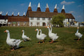 547072 Kentish Hop Farm, Whitbread, Britain A4 Photo Print