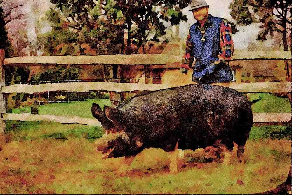 547073 Berkshire Pig, Britain A4 Limited Edition Watercolour Print